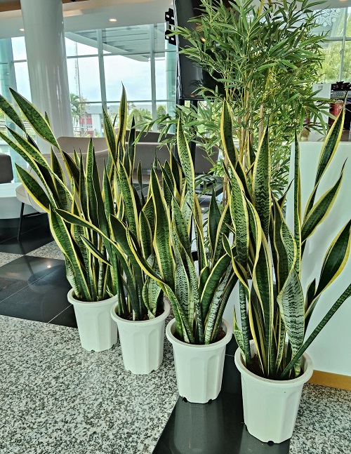 How To Grow an XL-Size Snake Plant 2