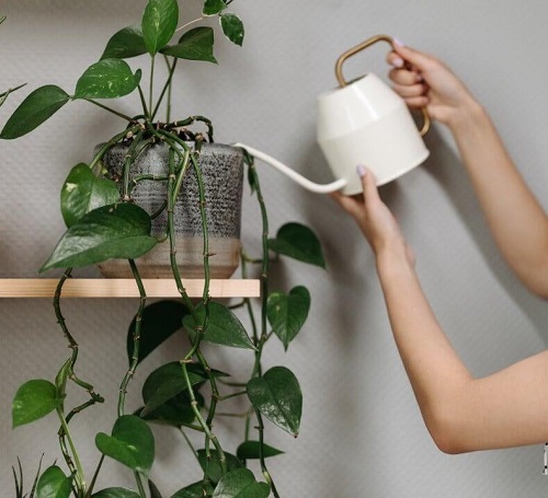 Common Indoor Plant Care Mistakes Beginners Make