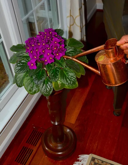 African Violets watering