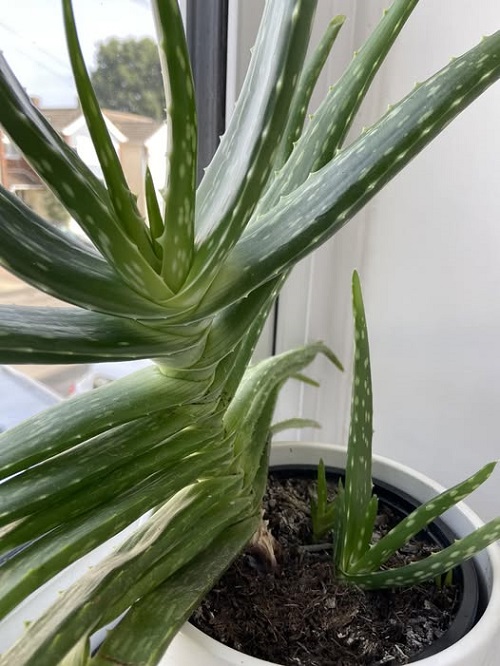 Aloe Vera Pups