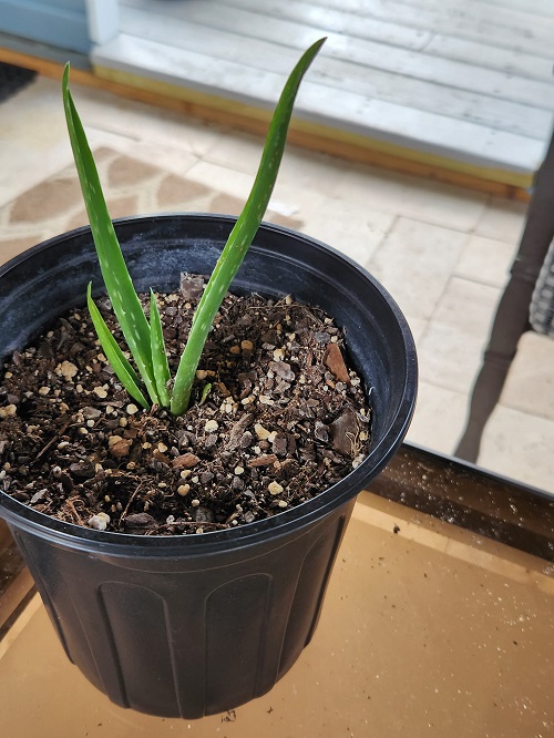 How to Plant Aloe Vera Pups