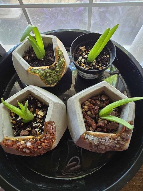 Aloe Vera Pup near window 2