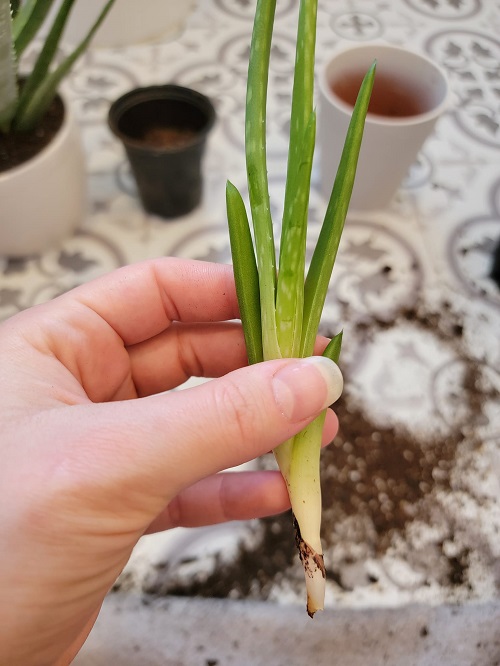 Aloe Vera Pup removed 