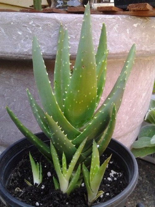 Aloe Vera Pups: When & How to Separate