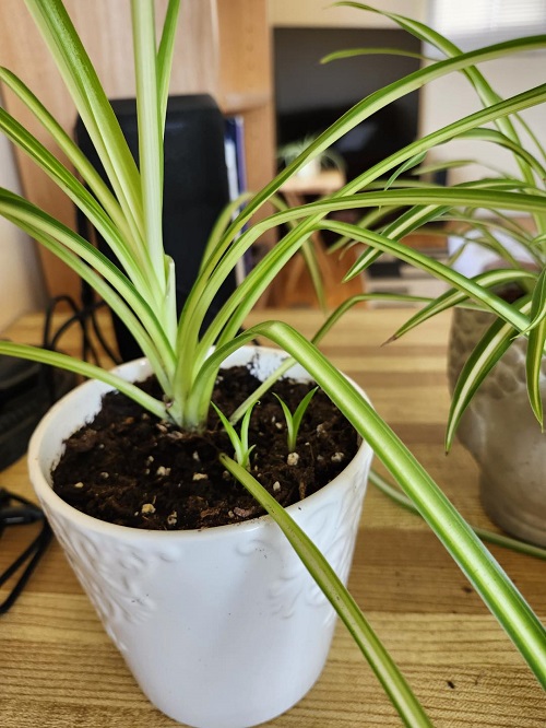 Baby Spider Plant grow with mother plant in same pot