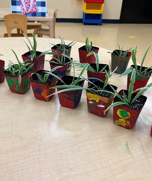 How to Grow Baby Spider Plants Faster Indoors