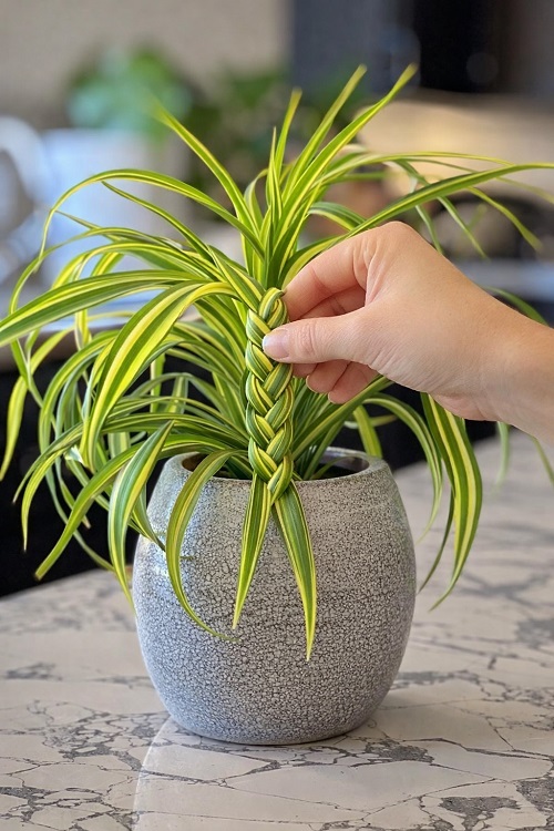 Grow a Braided Spider Plant 4