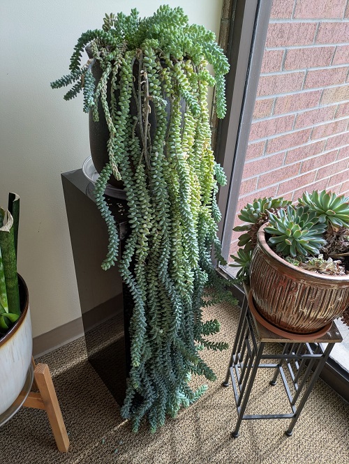 big Burro's Tail
