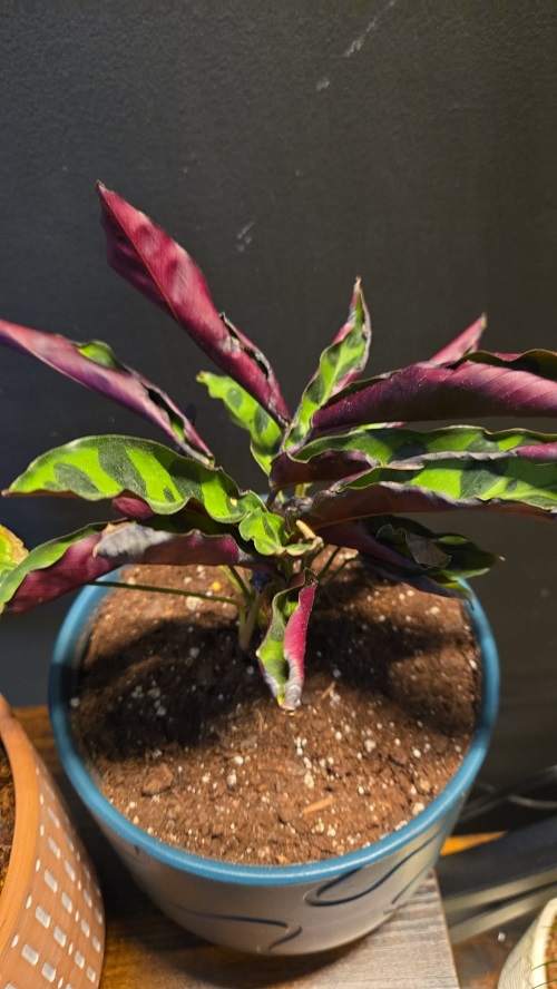 Why Calathea Leaves Move at Night (And What It Means for Your Plant)