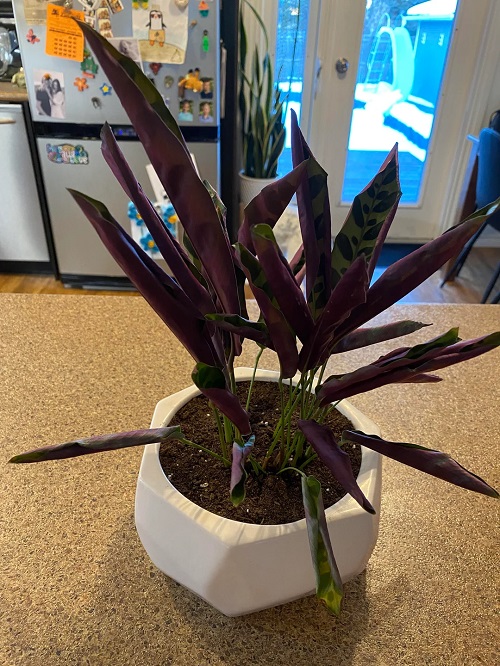 Calathea Leaves folding 