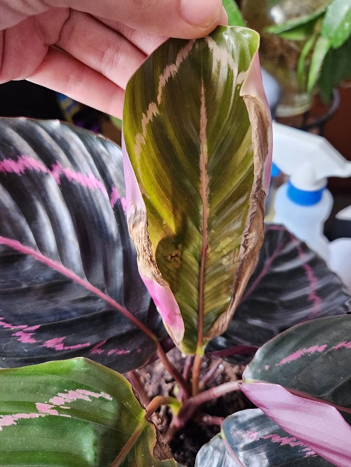 Calathea brown leaves 
