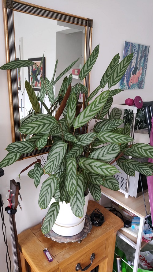 Calathea comfortable 