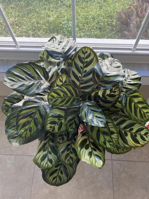 calathea near window