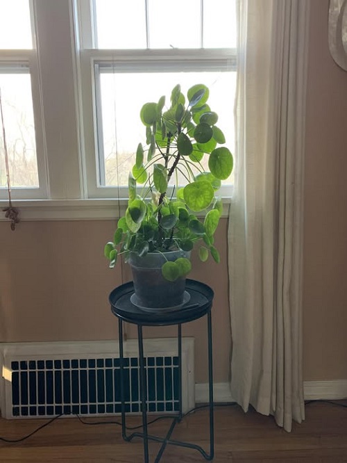 indoor plant Stressed