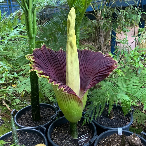 Corpse Flower