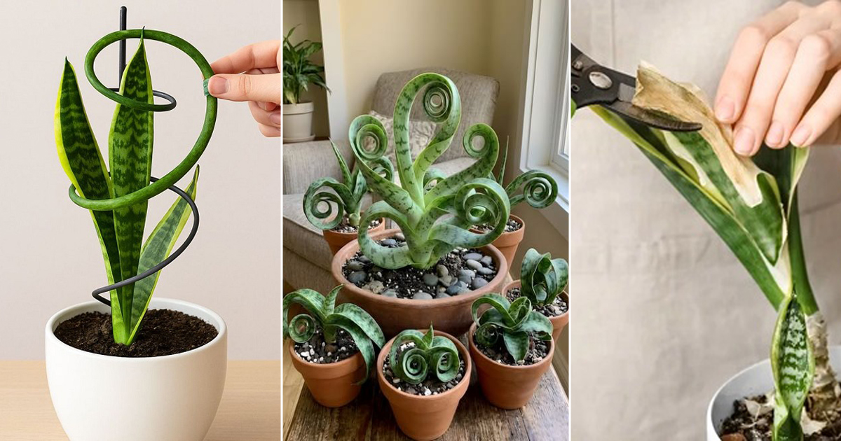9 Easy Tips to Train Your Snake Plant into Unique Shapes - Succulent ...