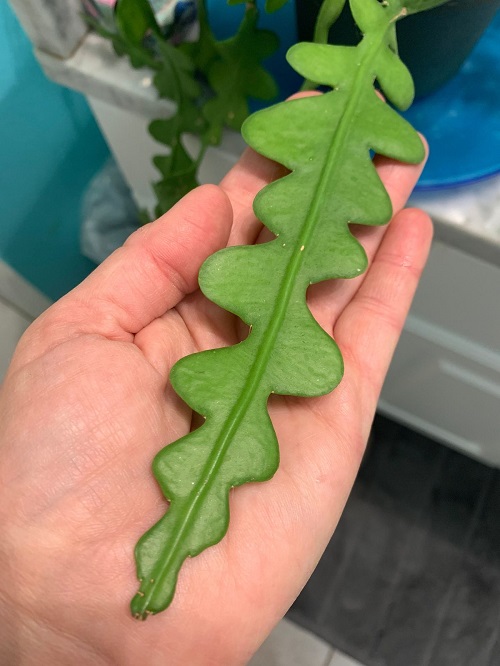 Allow the Cutting to Callus