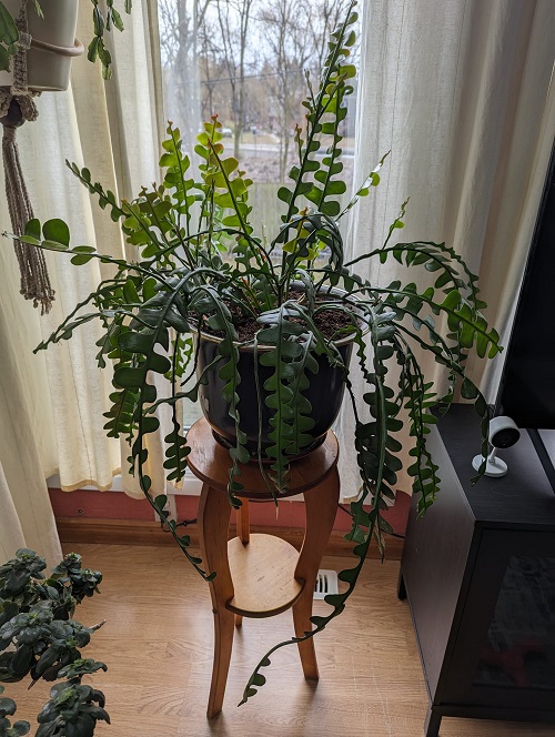 Fishbone-Cactus indoor
