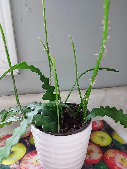 Why Your Fishbone Cactus Isn't Zig-Zagging Properly