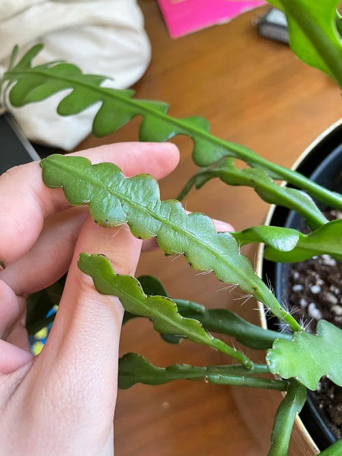 Why Your Fishbone Cactus Looks ‘Flat’ and Lifeless