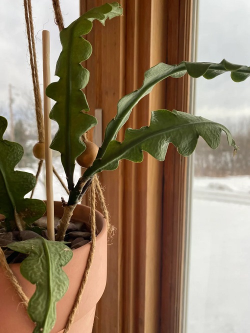 Fishbone Cactus Underwatering
