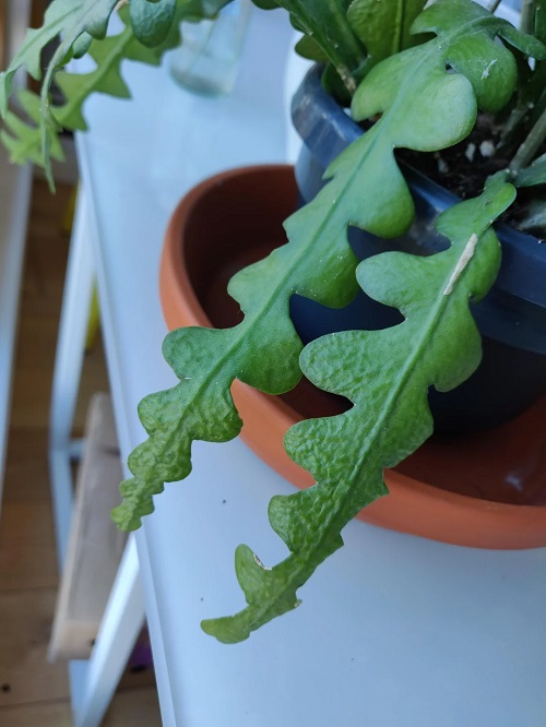 Fishbone Cactus Underwatering
