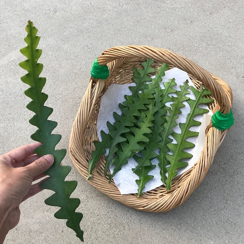 Fishbone Cactus cutting