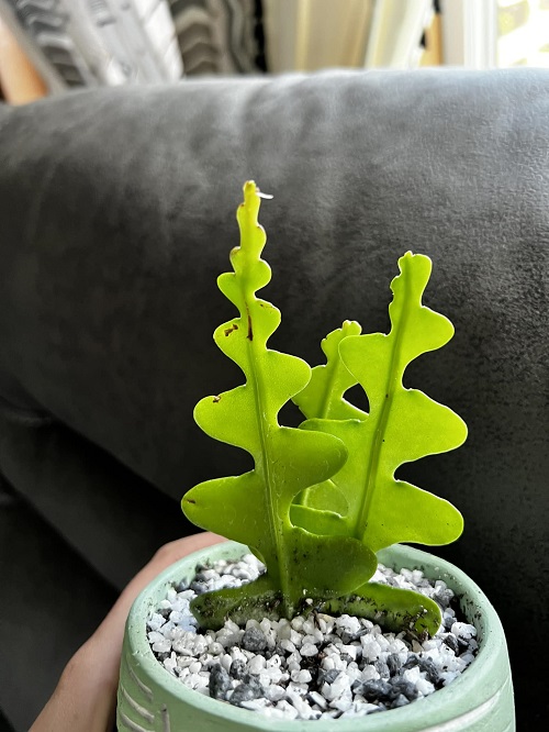 Fishbone Cactus grow in soil