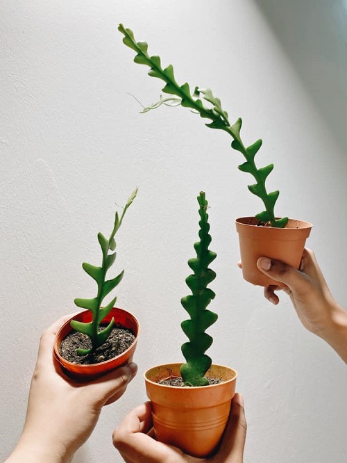 Fishbone Cactus grow in soil