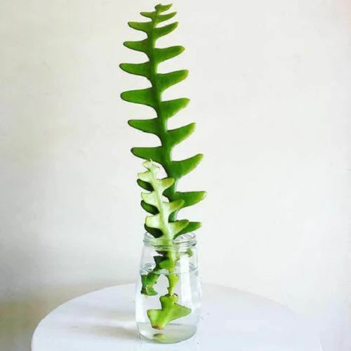 Can Fishbone Cactus Grow in Water? Experiment Results