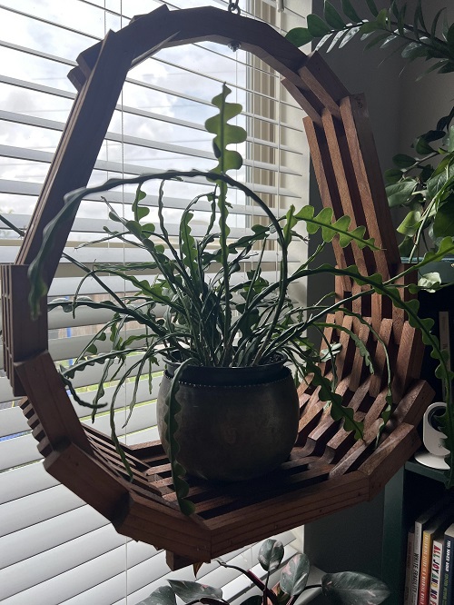 Fishbone Cactus near window