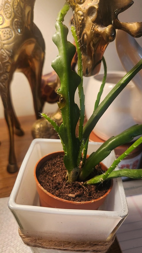 Fishbone Cactus poor drainage