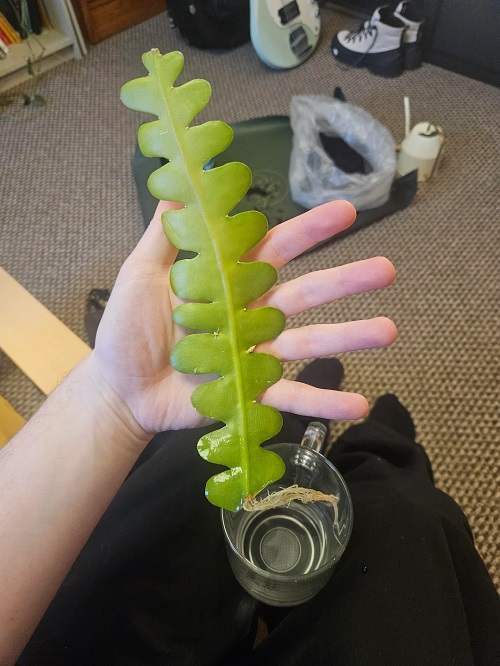 Fishbone Cactus root grow in water