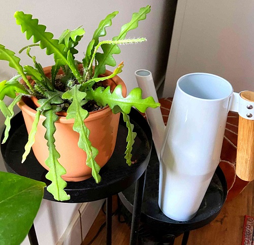 Fishbone Cactus watering