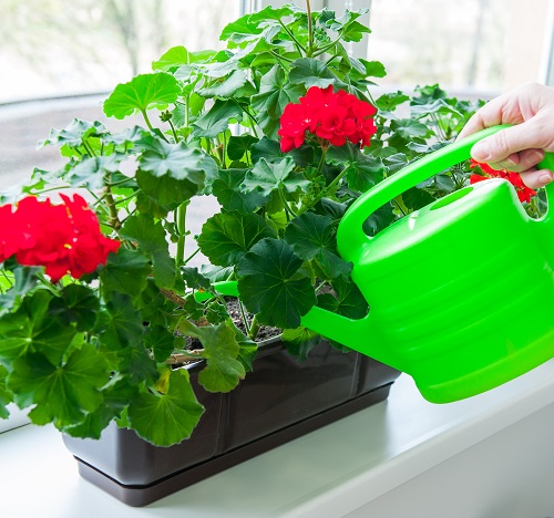 watering indoor plants