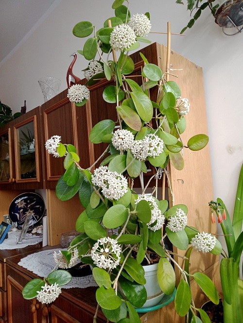 Hoya australis