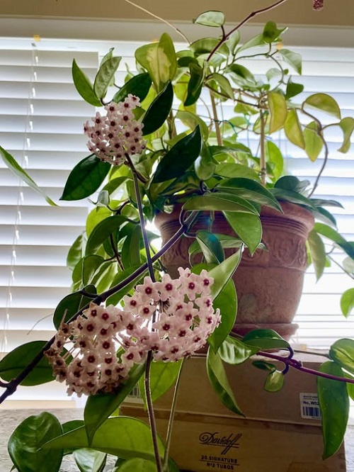 Best flowering Hoyas