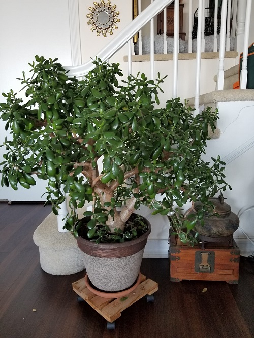 jade plant indoor