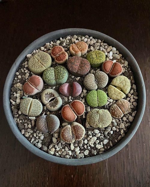 Plants That Look Fake But Are 100% Real