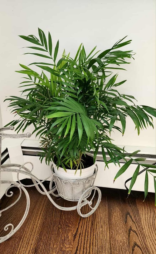 Parlor Palm