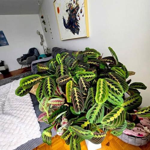 Prayer Plant Display Ideas 1