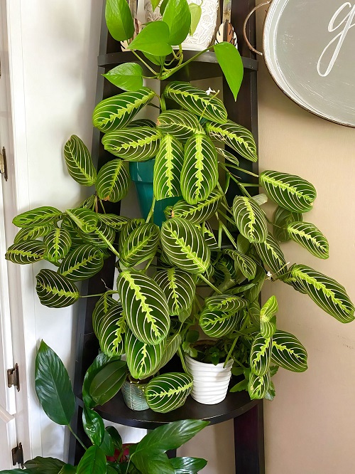 Prayer Plant indoor 5
