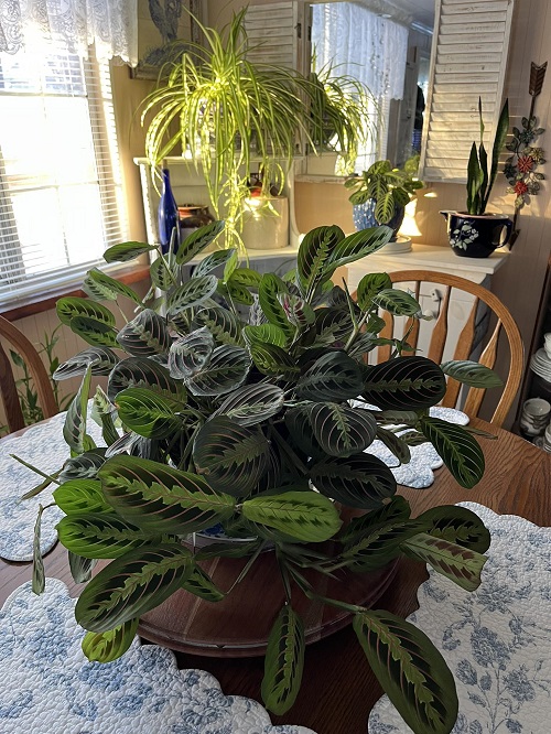 Prayer Plant in home decore