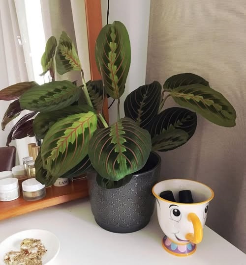 Prayer Plant in home decore 2