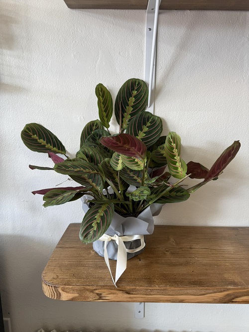 Prayer Plant in home decore 3