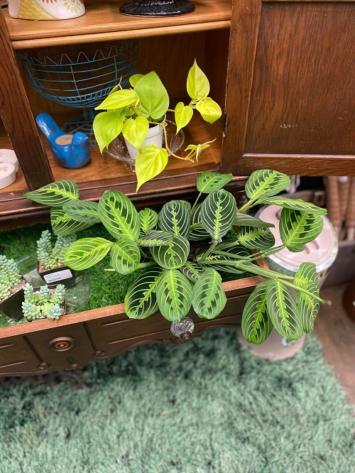 Prayer Plant in home decore 4