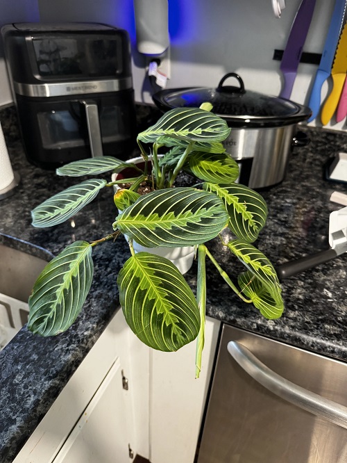 Prayer Plant in home decore 5