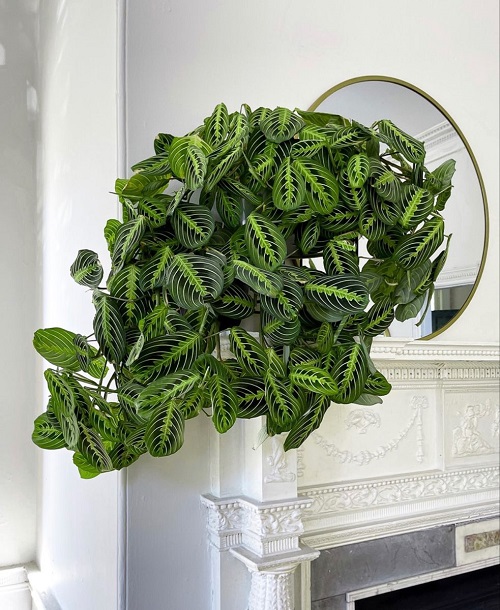 Prayer Plant in home decore 6