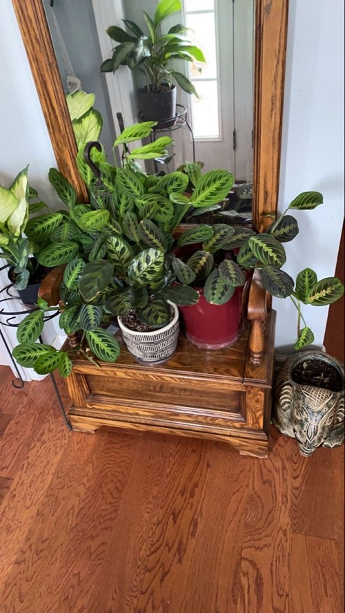 Prayer Plant indoor decoration
