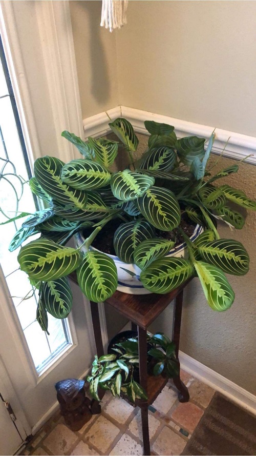 Prayer Plant indoor decoration 2